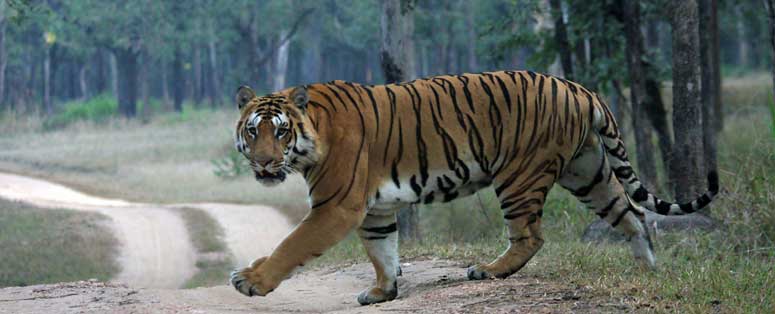 pench